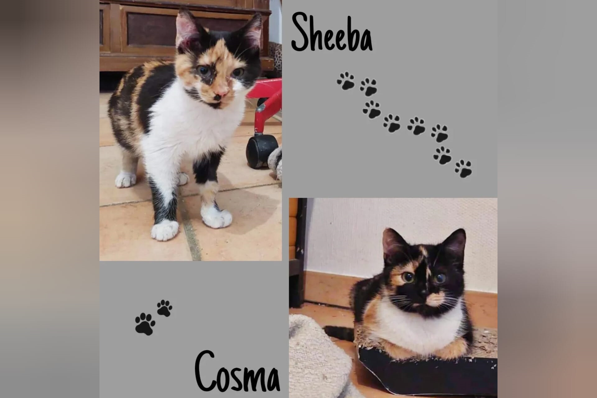 Katze Sheeba und Katze Cosma