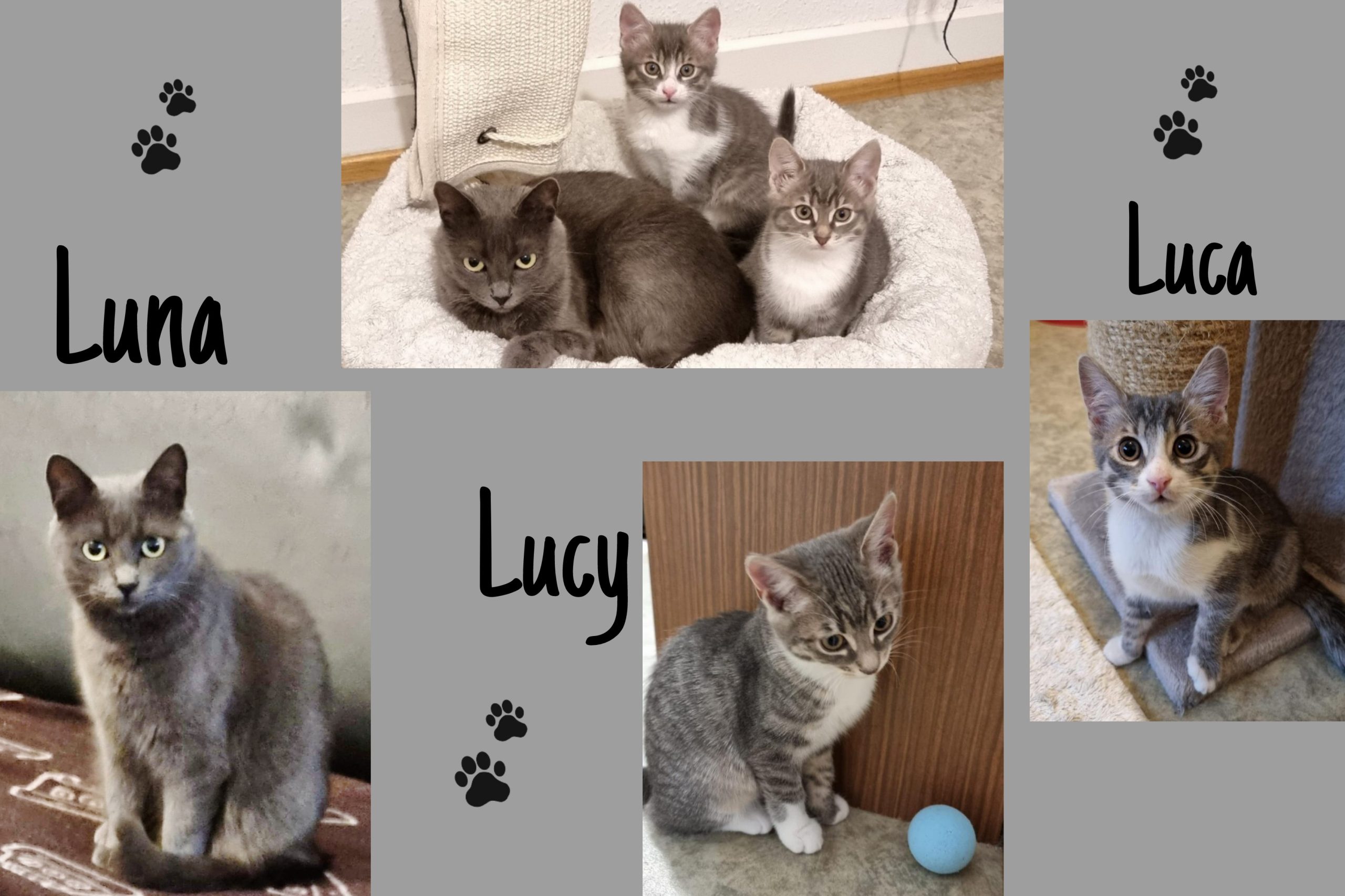 Luna, Luca & Lucy